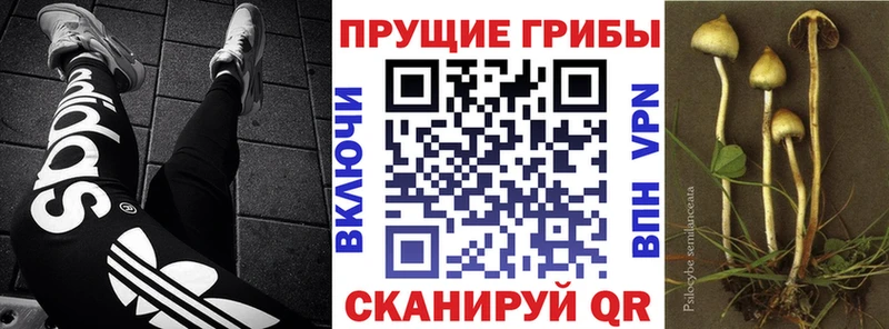Псилоцибиновые грибы Psilocybe  ссылка на мегу ссылка  Сергач 